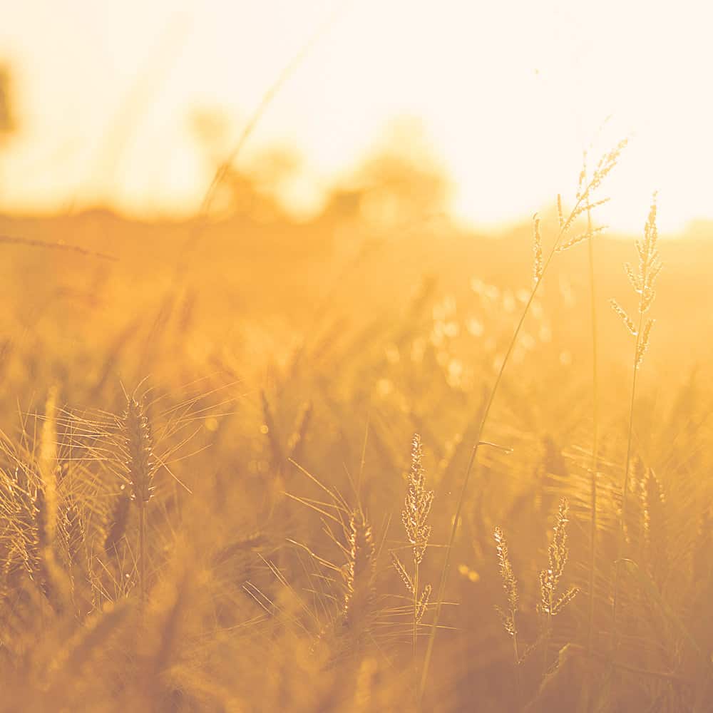 Never Alone Bible Reading Summary Week 2