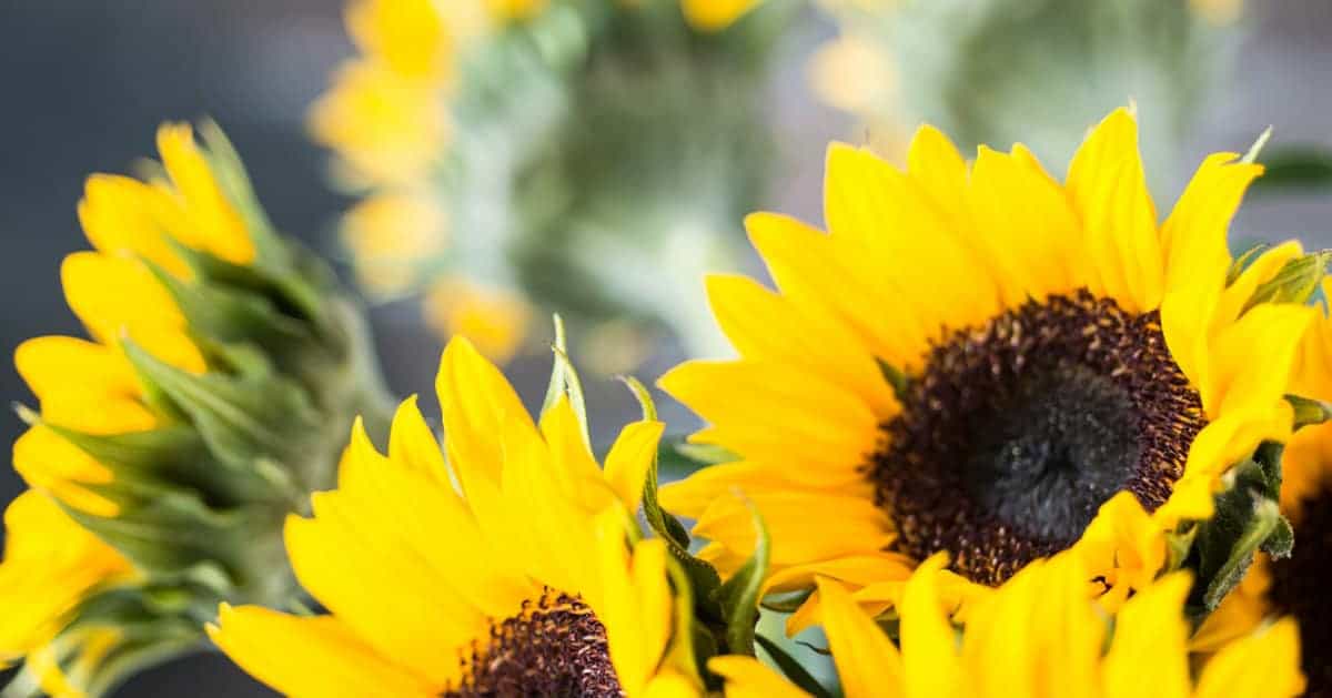 With Thanks Bible Reading Challenge Week 3 Summary ...